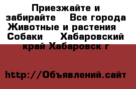 Приезжайте и забирайте. - Все города Животные и растения » Собаки   . Хабаровский край,Хабаровск г.